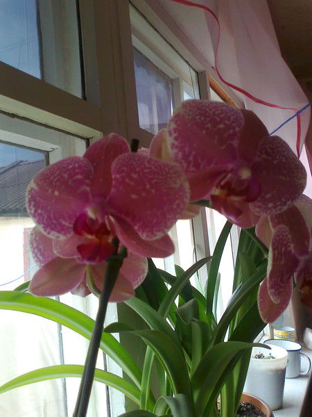 Надежда Яценко