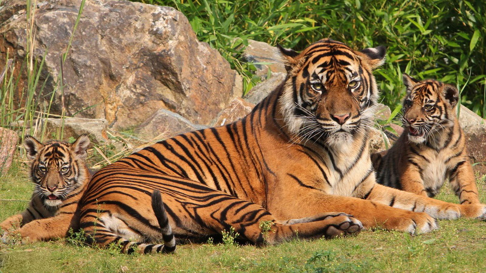 Игорь Высоков