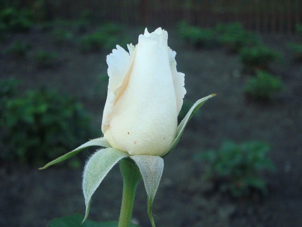 Евгения Яковлева