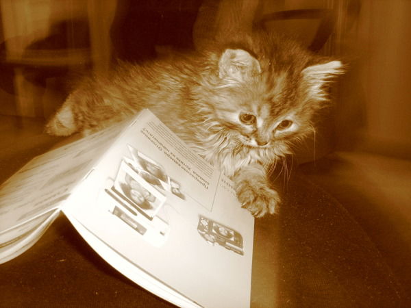 Кирюха Булкин