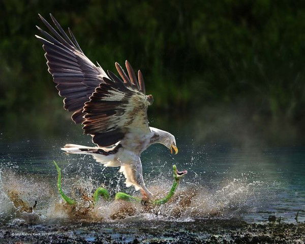 Георгий Жарков