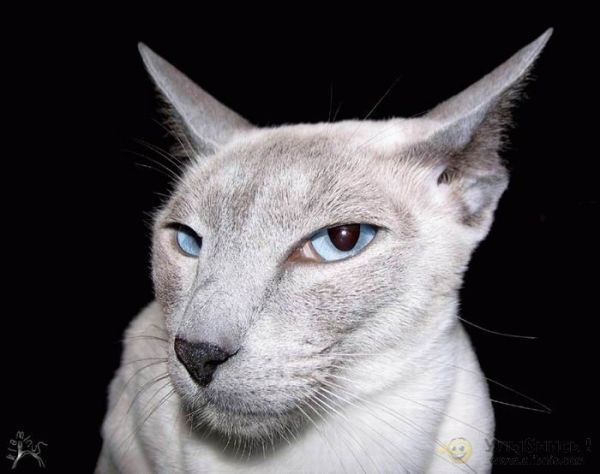 Владимир Ковалев