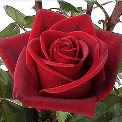 Елена Елена