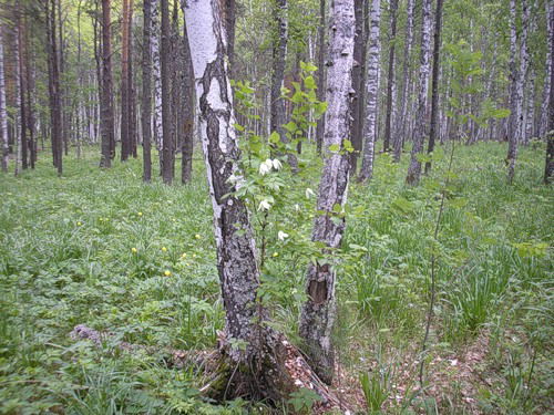 Лариса Съедина