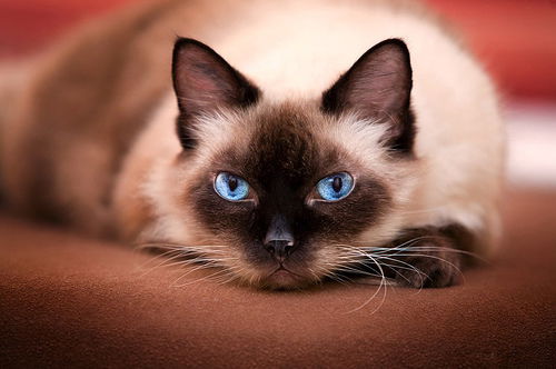 Светлана Не Важно