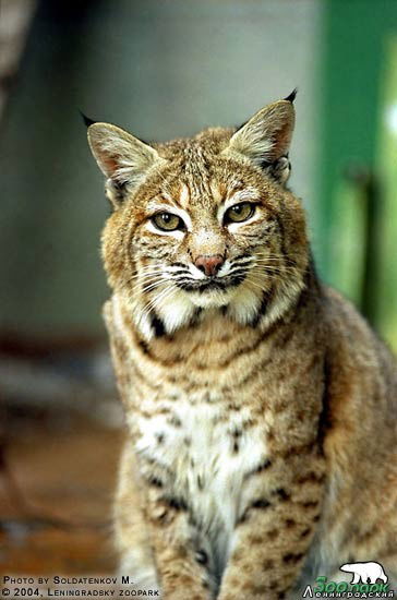 Дашуля Картавенко