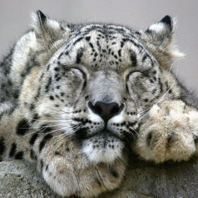 Сергей Кичасов