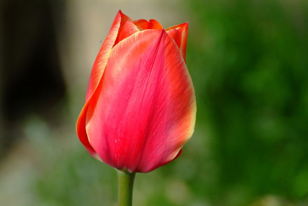 Галина Гусева