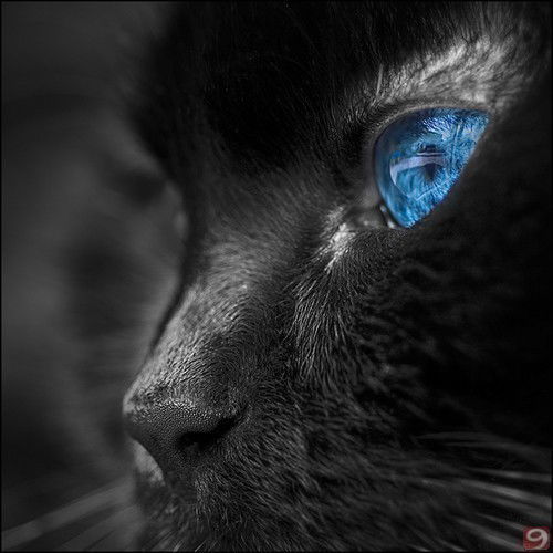 Ангелина Самая