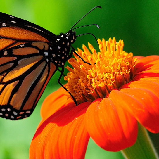 Марина Егорова