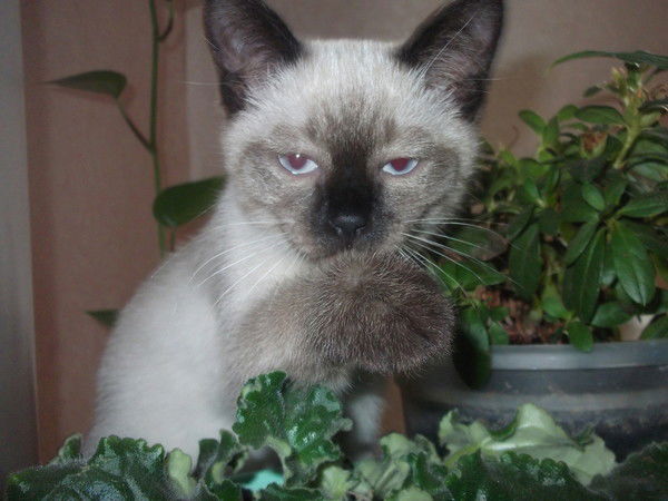 Елена Пентина