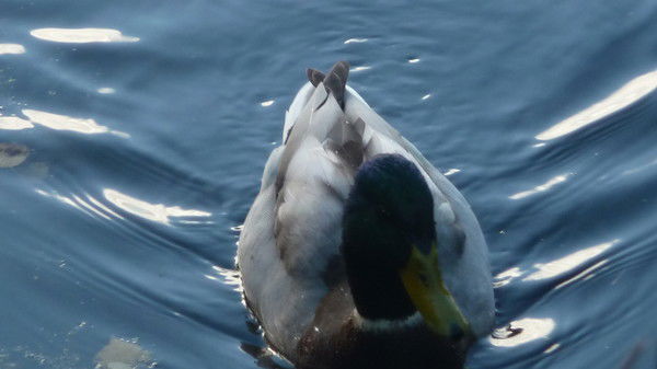 Диана Николаева