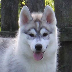 Алтынай Мурзабекова