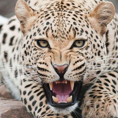 Дэнни Шварц