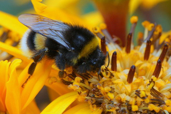 Оля Ахмедова