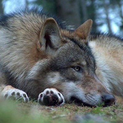 Тимур Салимгареев