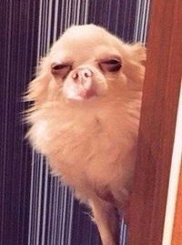 Максим Новиков