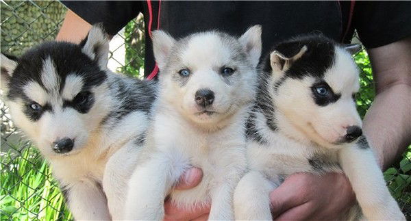 Сергей Вышинский