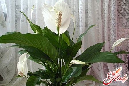 Асыл Асылай