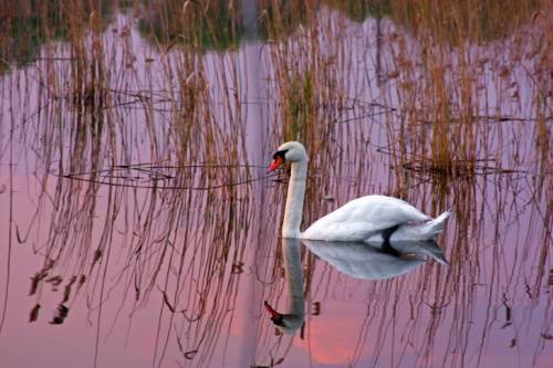 Алена Гиренко