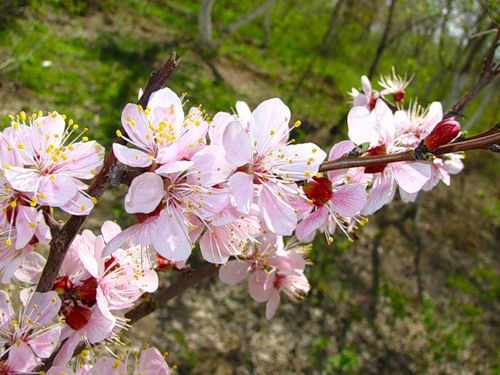 Жангозы Нашенов