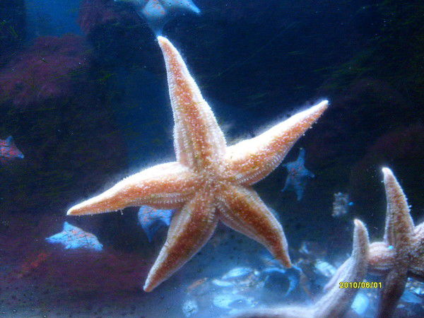 Виктория Vvv