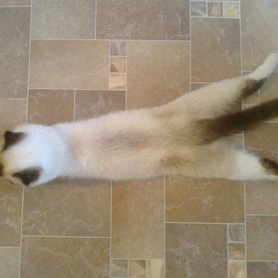 Стас Небелица