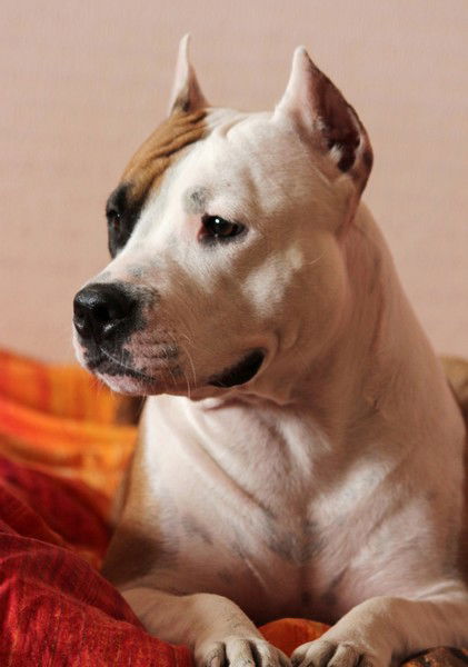 Алёна Куцоба