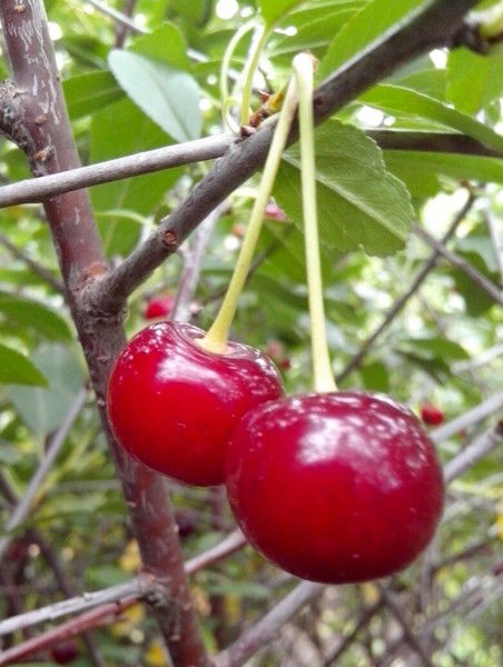 Айгуль Габитова