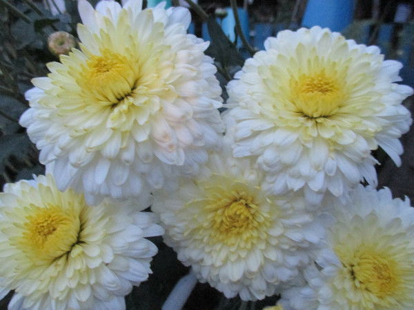 Галия Раимкулова