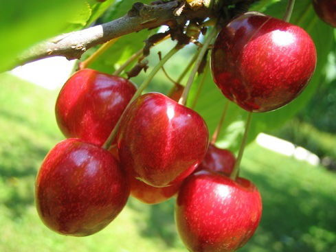 Наталья Король