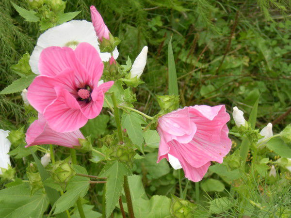 Валентина Иванова