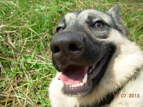 Филька Свист