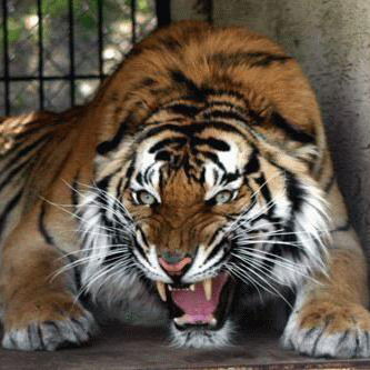 Жека Иванов