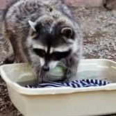 Енот Чистюля