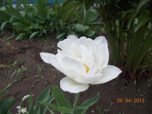 Ольга Гладких