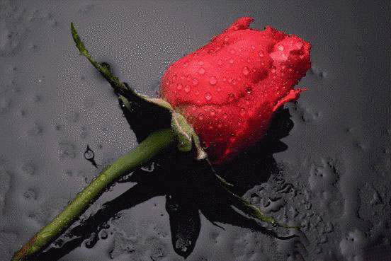 Ольга Стаховская