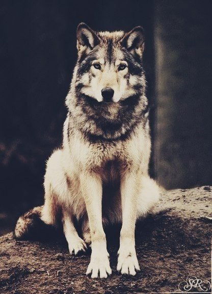 Султан Мухамадиев