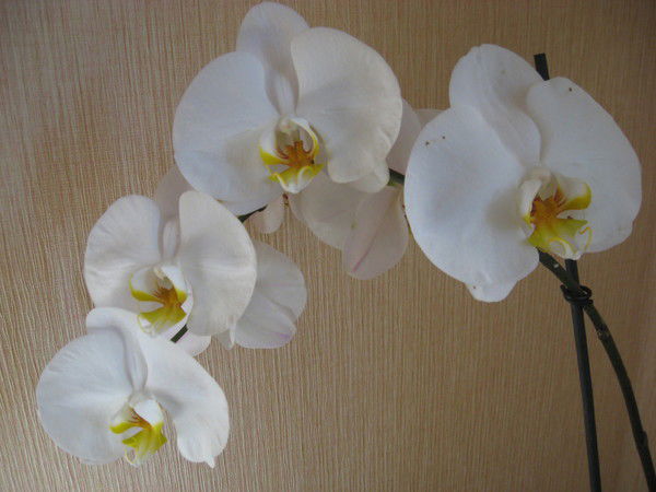 Светлана Алексеева