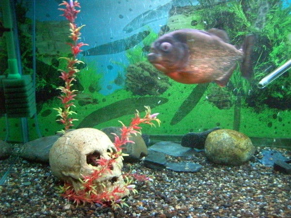 ┼ Просто. ┼ Богомолов