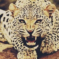 Ира Максимова