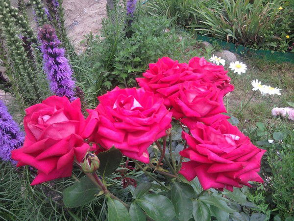 Людмила Жасмин