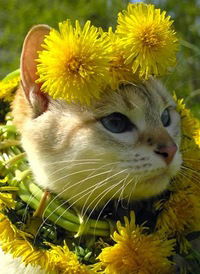 Лена Герасимова