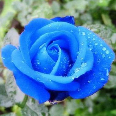 Дашенька Шестакова