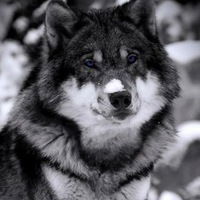 Ришат Губайдуллин