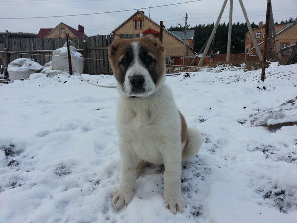 Фаниль Файзуллин