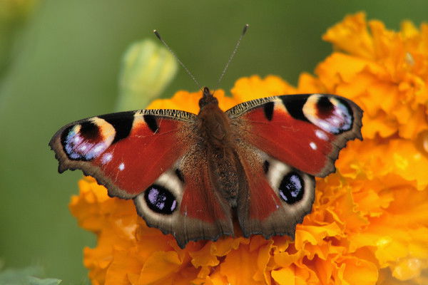 Инна Андросова