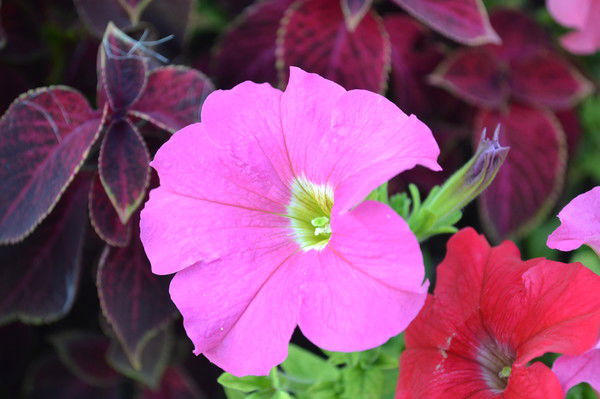 Ольга Липагина