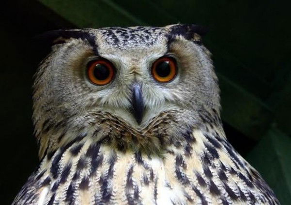 Паффка Хd))))