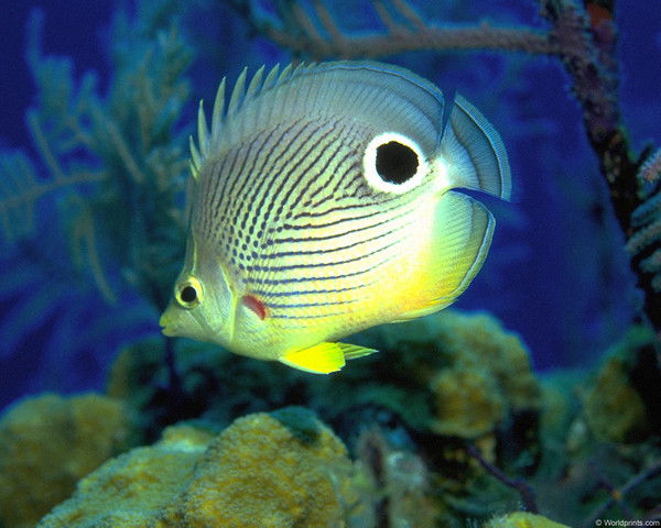 Владимир Волегов